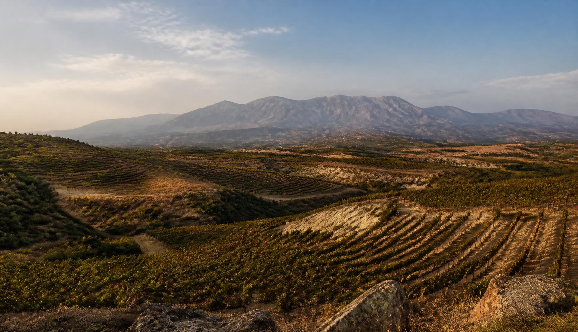 Macedonian vineyards across dry hills with Balkan mountains beyond
