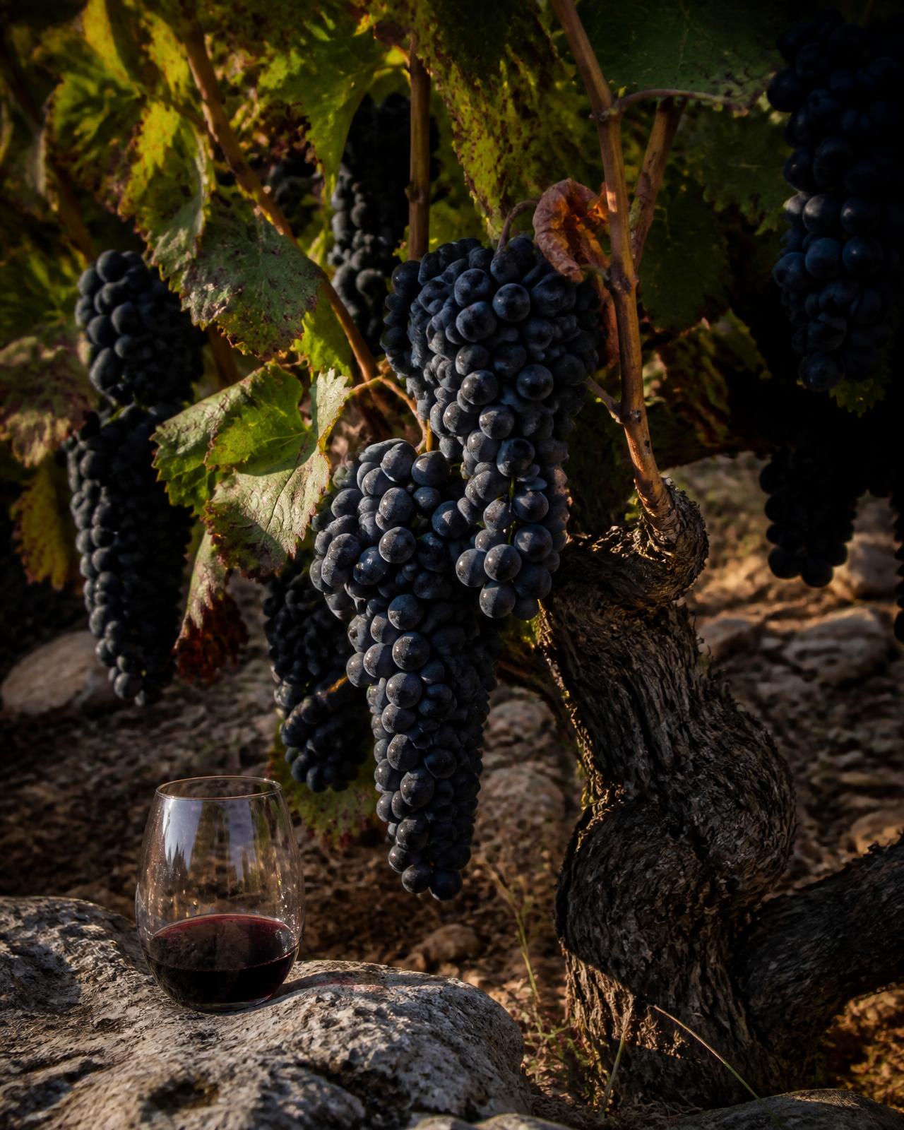 Close-up of dark Vranec grape clusters on old vines